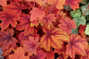 Heucherella 'Sweet Tea' 